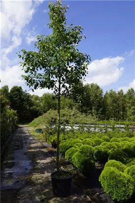 Stadtbirne 'Chanticleer' - Pyrus calleryana 'Chanticleer' CAC - Baum