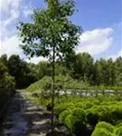 Stadtbirne 'Chanticleer' - Pyrus calleryana 'Chanticleer' CAC - Baum
