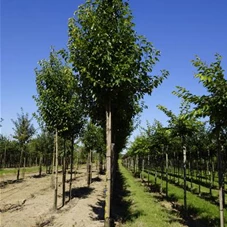 Pyrus calleryana 'Chanticleer' CAC - Baum, H 3xv mDb 14- 16