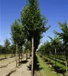 Stadtbirne 'Chanticleer' - Pyrus calleryana 'Chanticleer' CAC - Baum