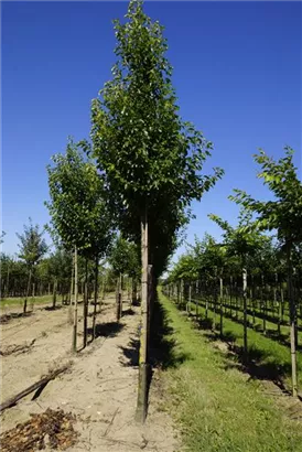 Stadtbirne 'Chanticleer' - Pyrus calleryana 'Chanticleer' CAC - Baum