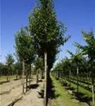 Stadtbirne 'Chanticleer' - Pyrus calleryana 'Chanticleer' CAC - Baum