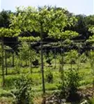 Sumpf-Eiche - Quercus palustris - Formgehölze