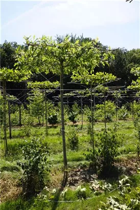 Sumpf-Eiche - Quercus palustris - Formgehölze