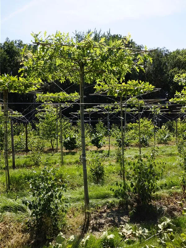 Sumpf-Eiche - Quercus palustris - Formgehölze