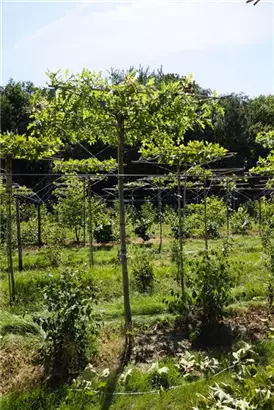 Sumpf-Eiche - Quercus palustris - Formgehölze
