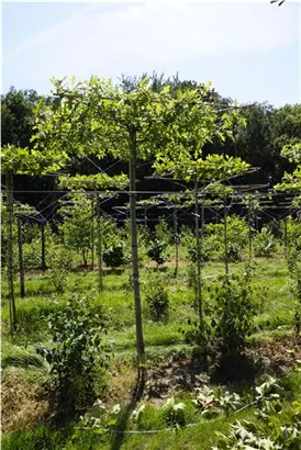 Sumpf-Eiche - Quercus palustris - Formgehölze