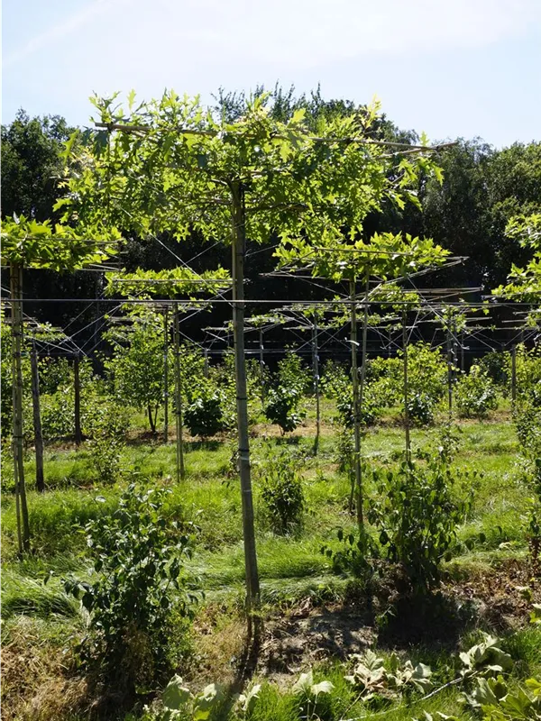 Sumpf-Eiche - Quercus palustris - Formgehölze