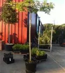 Sumpf-Eiche - Quercus palustris - Formgehölze