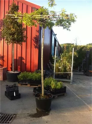 Sumpf-Eiche - Quercus palustris - Formgehölze