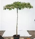 Sumpf-Eiche - Quercus palustris - Formgehölze