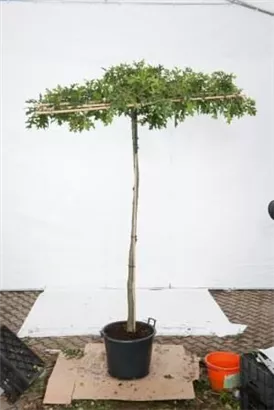 Sumpf-Eiche - Quercus palustris - Formgehölze