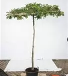 Sumpf-Eiche - Quercus palustris - Formgehölze