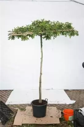 Sumpf-Eiche - Quercus palustris - Formgehölze