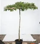 Sumpf-Eiche - Quercus palustris - Formgehölze