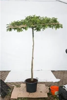 Sumpf-Eiche - Quercus palustris - Formgehölze