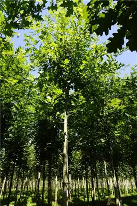 Sumpf-Eiche - Quercus palustris - Baum
