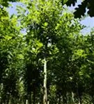 Sumpf-Eiche - Quercus palustris - Baum
