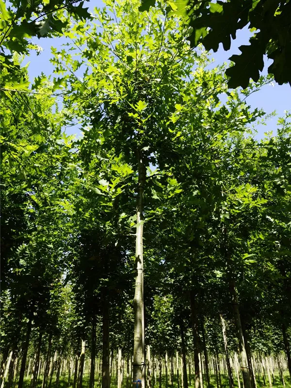 Sumpf-Eiche - Quercus palustris - Baum