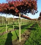 Rhododendron-Hybride 'Catawb.Grandiflorum' - Rhododendron Hybr.'Catawb. Grandiflorum' I