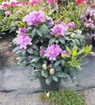 Rhododendron-Hybride 'Catawb.Grandiflorum' - Rhododendron Hybr.'Catawb. Grandiflorum' I