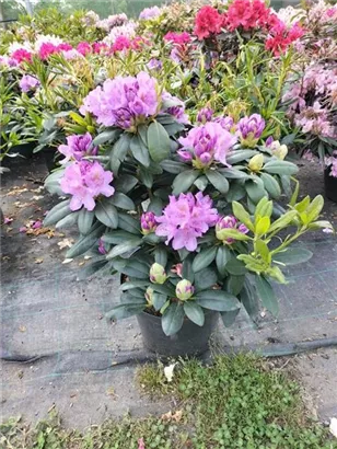 Rhododendron-Hybride 'Catawb.Grandiflorum' - Rhododendron Hybr.'Catawb. Grandiflorum' I