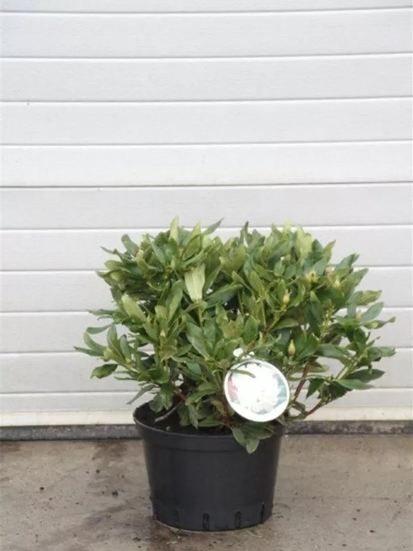 Rhododendron-Hybride 'Cunningham's White' - Rhododendron Hybr.'Cunningham's White' I Rhododendron-Hybride 'Cunningham's White' - Rhododendron Hybr.'Cunningham's White' I