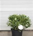 Rhododendron-Hybride 'Cunningham's White' - Rhododendron Hybr.'Cunningham's White' I