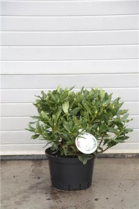 Rhododendron-Hybride 'Cunningham's White' - Rhododendron Hybr.'Cunningham's White' I