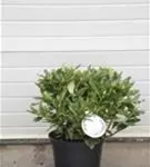 Rhododendron-Hybride 'Cunningham's White' - Rhododendron Hybr.'Cunningham's White' I