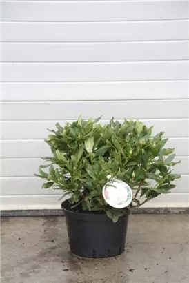 Rhododendron-Hybride 'Cunningham's White' - Rhododendron Hybr.'Cunningham's White' I