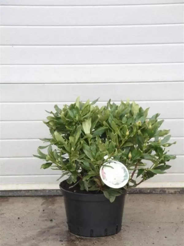 Rhododendron-Hybride 'Cunningham's White' - Rhododendron Hybr.'Cunningham's White' I