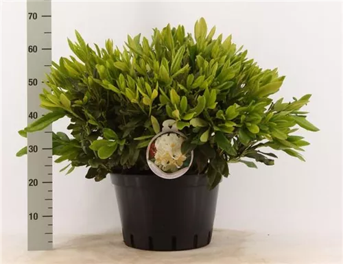 Rhododendron-Hybride 'Cunningham's White' - Rhododendron Hybr.'Cunningham's White' I Rhododendron-Hybride 'Cunningham's White' - Rhododendron Hybr.'Cunningham's White' I