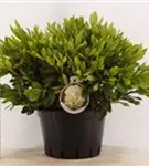 Rhododendron-Hybride 'Cunningham's White' - Rhododendron Hybr.'Cunningham's White' I