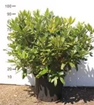 Rhododendron-Hybride 'Cunningham's White' - Rhododendron Hybr.'Cunningham's White' I Rhododendron-Hybride 'Cunningham's White' - Rhododendron Hybr.'Cunningham's White' I