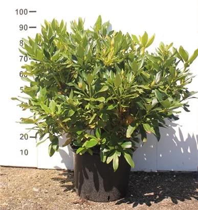 Rhododendron-Hybride 'Cunningham's White' - Rhododendron Hybr.'Cunningham's White' I