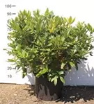 Rhododendron-Hybride 'Cunningham's White' - Rhododendron Hybr.'Cunningham's White' I