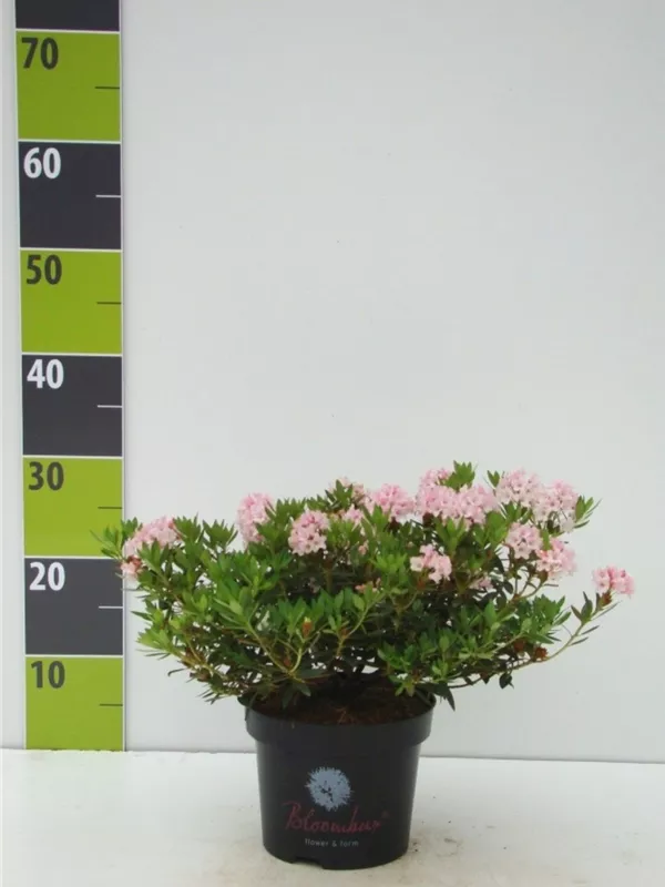 Rhododendron 'Bloombux' - Rhododendron micranthum 'Bloombux'