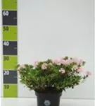 Rhododendron 'Bloombux' - Rhododendron micranthum 'Bloombux'