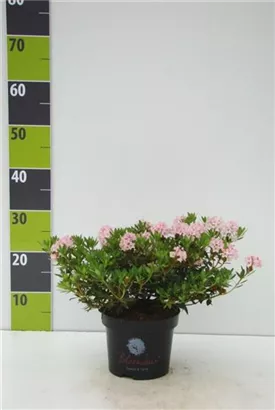 Rhododendron 'Bloombux' - Rhododendron micranthum 'Bloombux'