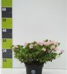 Rhododendron 'Bloombux' - Rhododendron micranthum 'Bloombux'