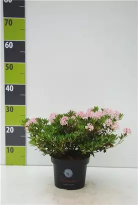 Rhododendron 'Bloombux' - Rhododendron micranthum 'Bloombux'