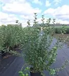 Alpen-Johannisbeere 'Schmidt' - Ribes alpinum 'Schmidt'