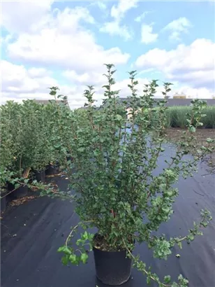 Alpen-Johannisbeere 'Schmidt' - Ribes alpinum 'Schmidt'