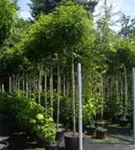 Kugelakazie - Robinia pseudoac.'Umbraculifera'