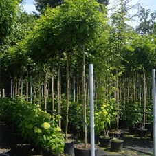 Robinia pseudoac.'Umbraculifera', H C 35 8- 10