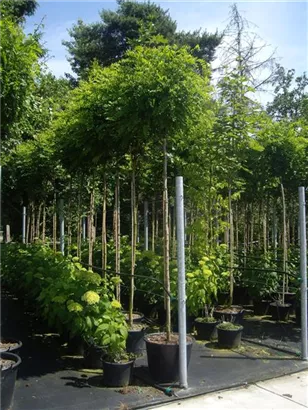 Kugelakazie - Robinia pseudoac.'Umbraculifera'