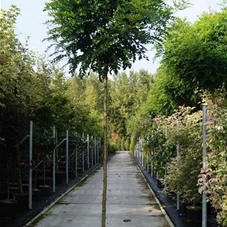 Robinia pseudoac.'Umbraculifera', H C 65 14- 16