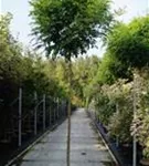 Kugelakazie - Robinia pseudoac.'Umbraculifera'