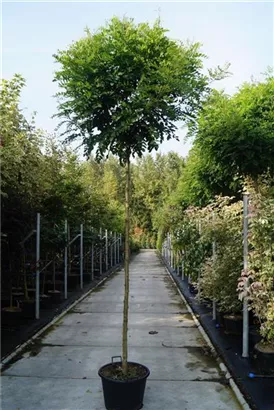 Kugelakazie - Robinia pseudoac.'Umbraculifera'